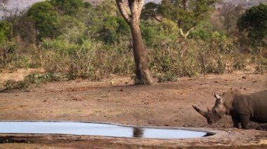 Güney beyaz gergedan kadın ve genç Kruger Milli parkı, Güney Afrika su birikintisi içme ; Rhinocerotidae'nin Specie Ceratotherium simum simum ailesi