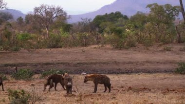 Güney Afrika'daki Kruger Milli Parkı'ndaki savana sahnesinde oynayan küçük bir grup Benekli hyaena; Hyaenidae Specie Crocuta crocuta ailesi