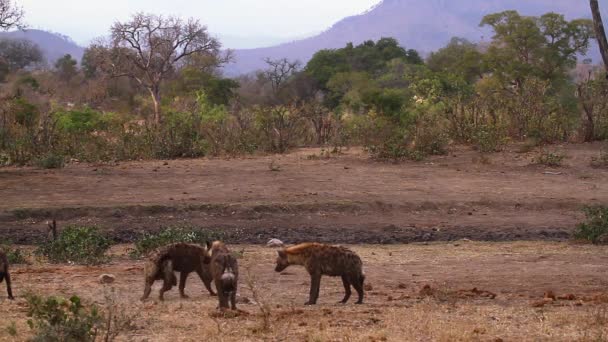 Small group of Spotted hyaena playing in savannah scenery in Kruger National park, South Africa ; Specie Crocuta crocuta family of Hyaenidae