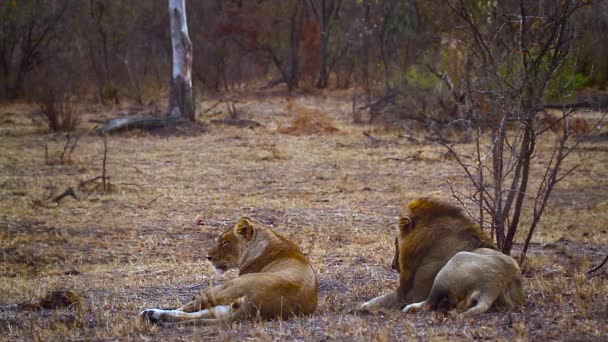 Casal Leões Africanos Acasalamento Parque Nacional Kruger África Sul Espécie — Vídeo de Stock