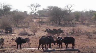 Afrika buffalo içme ve zebra Kruger Milli parkı, Güney Afrika su birikintisi çalışan