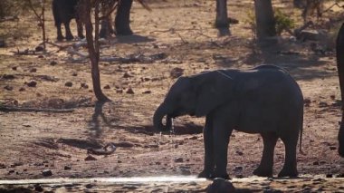 Afrika çalı fil bebek Kruger Milli parkı, Güney Afrika'da su birikintisi içme ; Specie Loxodonta africana elephantidae familyası