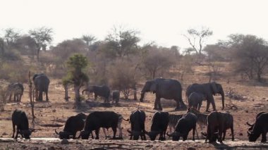 Afrika bufalosu, Afrika fili ve zebra Kruger Ulusal Parkı'nda su birikintisi içme, Güney Afrika