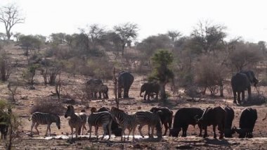 Afrika bufalosu, Afrika fili ve zebra Kruger Ulusal Parkı'nda su birikintisi içme, Güney Afrika