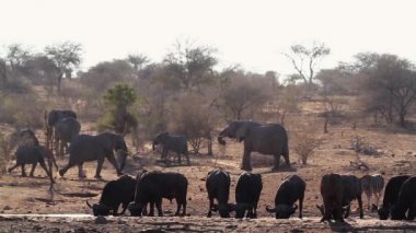 Afrika bufalosu, Afrika fili ve zebra Kruger Ulusal Parkı'nda su birikintisi içme, Güney Afrika