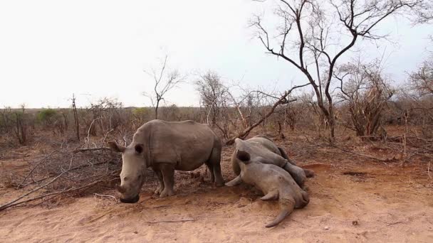 Fiatal Déli Fehér Orrszarvú Sírva Halott Anyja Kruger Nemzeti Parkban — Stock videók