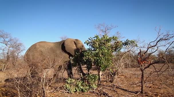 在南非克鲁格国家公园的热带草原上吃非洲丛林大象 洛索多塔非洲家族大象 — 图库视频影像