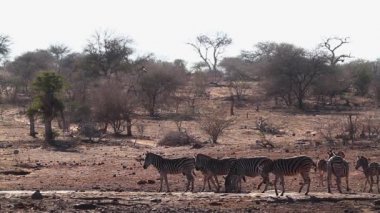 Ovalar zebra Kruger Milli parkı, Güney Afrika'da su birikintisi içme ; Equidae Specie Equus quagga burchellii ailesi