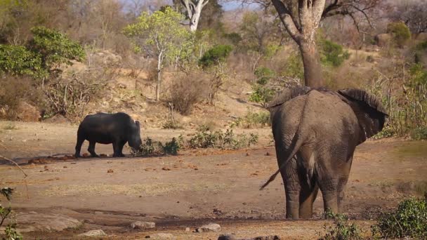 Southern White Rhinoceros African Bush Elephant Same Waterhole Kruger National — Stock Video