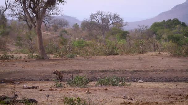 Dos Hienas Moteadas Corriendo Cámara Lenta Parque Nacional Kruger Sudáfrica — Vídeos de Stock