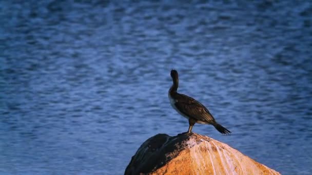 白い胸のコーモラントは クルーガー国立公園 南アフリカで翼を広げます パラクロコラ科のスペシー ファラクロコラックス ルシダス ファミリー — ストック動画