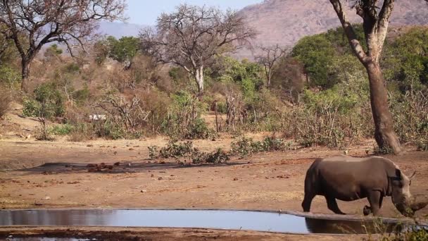 Zuidelijke Witte Neushoorn Achtervolgd Door Afrikaanse Bush Elephant Kruger National — Stockvideo
