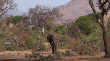 Afrika çalı fil erkek Kruger Milli Parkı, Güney Afrika güzel sahne yürüyüş ; Specie Loxodonta africana elephantidae familyası