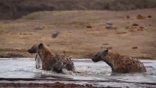 Pequeño Grupo Hiena Manchada Jugando Estanque Agua Parque Nacional Kruger — Vídeos de Stock