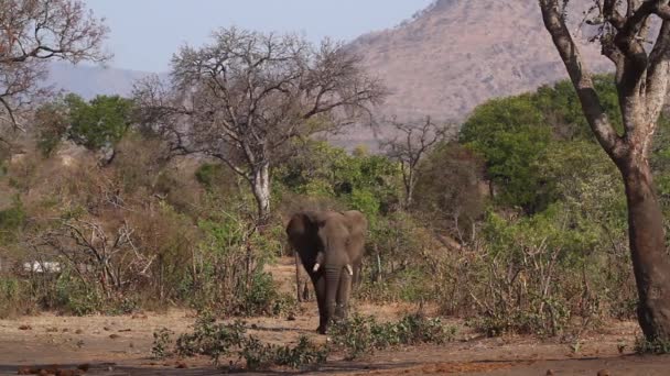 南非克鲁格国家公园的非洲丛林大象雄性行走在美丽的风景 洛索多塔非洲家族大象 — 图库视频影像
