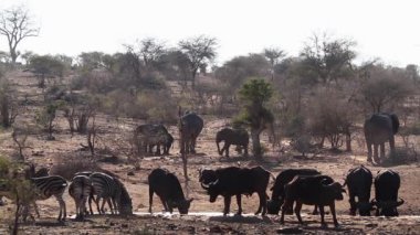 Afrika bufalosu, Afrika fili ve zebra Kruger Ulusal Parkı'nda su birikintisi içme, Güney Afrika