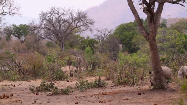 Rhinocéros Blanc Sud Dans Parc National Kruger Afrique Sud Famille — Video