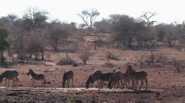 Kruger Milli Parkı'nda su deliğinde içme Plains zebra küçük bir grup, Güney Afrika ; Equidae Specie Equus quagga burchellii ailesi