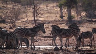 Kruger Milli Parkı'nda su deliğinde içme Plains zebra küçük bir grup, Güney Afrika ; Equidae Specie Equus quagga burchellii ailesi