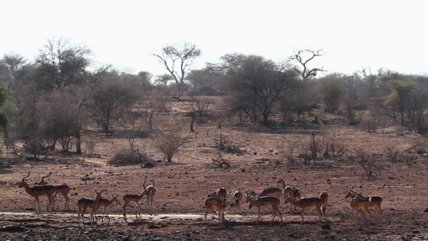 Grupo Impala Comum Por Furo Água Parque Nacional Kruger África — Vídeo de Stock