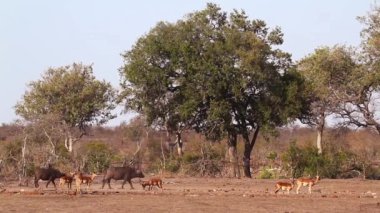 Afrika bufalo kruger Milli parkı, Güney Afrika impala ile yürüyüş ; Bovidae specie Syncerus caffer ailesi
