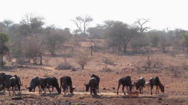 Kruger Milli Parkı, Güney Afrika impala ile su birikintisi mavi antilop sürüsü ; Bovidae'nin Specie Connochaetes taurinus ailesi