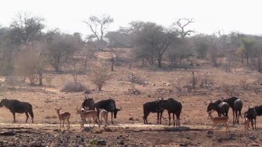 Kruger Milli Parkı, Güney Afrika impala ile su birikintisi mavi antilop sürüsü ; Bovidae'nin Specie Connochaetes taurinus ailesi