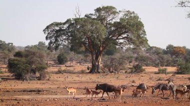 Kruger Milli Parkı mavi antilop ve impala ile su birikintisi düzlükler zebra, Güney Afrika ; Equidae Specie Equus quagga burchellii ailesi