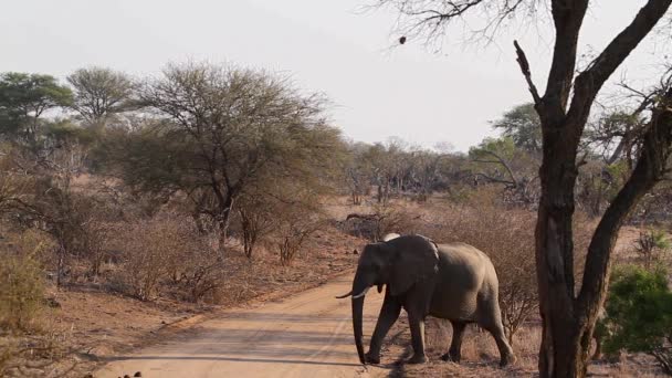 Afrikanischer Buschelefant Mutter Und Baby Überqueren Safari Schotterstraße Kruger Nationalpark — Stockvideo