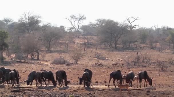 Blauwe Wildebeest Kudde Waterhole Met Impala Kruger National Park Zuid — Stockvideo