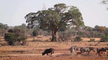 Kruger Milli Parkı mavi antilop ve impala ile su birikintisi düzlükler zebra, Güney Afrika ; Equidae Specie Equus quagga burchellii ailesi