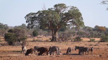 Kruger Milli Parkı mavi antilop ve impala ile su birikintisi düzlükler zebra, Güney Afrika ; Equidae Specie Equus quagga burchellii ailesi