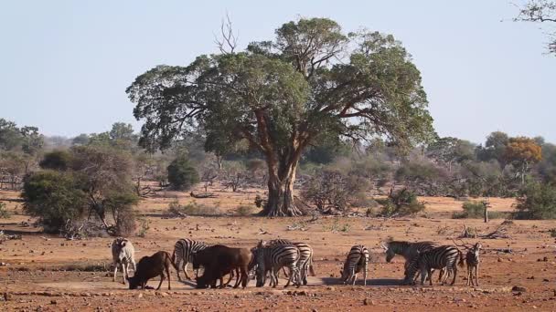 Plains Zebra Waterhole Met Blauwe Wildebeest Impala Het Kruger National — Stockvideo