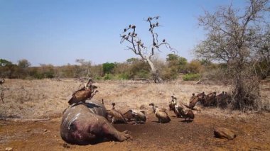 Güney Afrika'nın Kruger Ulusal Parkı'nda su aygırı leşi üzerine beyaz destekli akbaba grubu; Accipitridae'nin Specie Gyps africanus ailesi