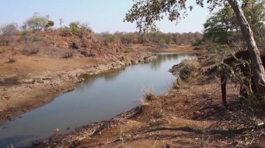 Afrika çalı fil dişi ve bebek Kruger Milli Parkı, Güney Afrika nehri geçerken ; Specie Loxodonta africana elephantidae familyası