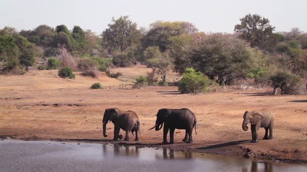 クルーガー国立公園の湖畔の3つのアフリカのブッシュ象 南アフリカ スペシ ロキソドンタ アフリカナ ファミリー エレファンティダエ — ストック動画