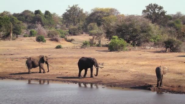 Tres Elefantes Arbustivos Africanos Junto Lago Parque Nacional Kruger Sudáfrica — Vídeo de stock