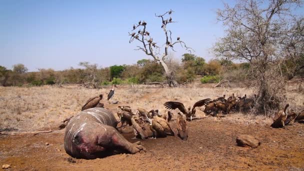 Biała Grupa Vulture Tuszy Hipopotama Parku Narodowym Krugera Rpa Specie — Wideo stockowe