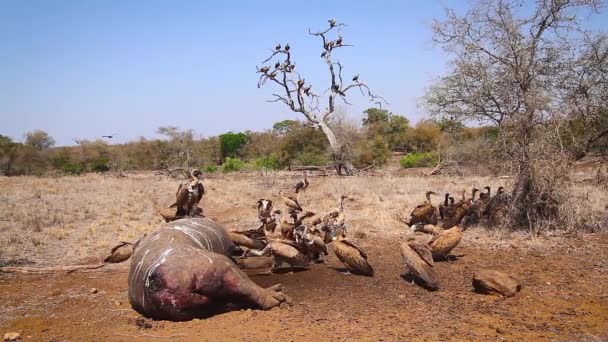 Grupo Abutre Apoiado Por Brancos Sobre Carcaça Hipopótamos Parque Nacional — Vídeo de Stock