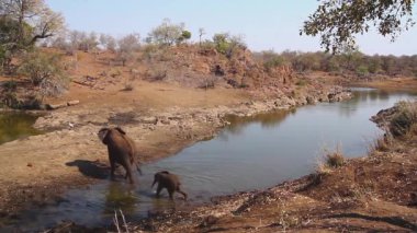 Afrika çalı fil anne ve bebek Kruger Milli Parkı, Güney Afrika nehri geçerken ; Specie Loxodonta africana elephantidae familyası
