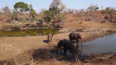 Kruger Milli Parkı nehir kenarında Afrika çalı fil küçük grup, Güney Afrika ; Specie Loxodonta africana elephantidae familyası