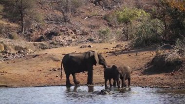 Kruger Milli Parkı'nda Afrika çalı fil grubu banyo, Güney Afrika ; Specie Loxodonta africana elephantidae familyası