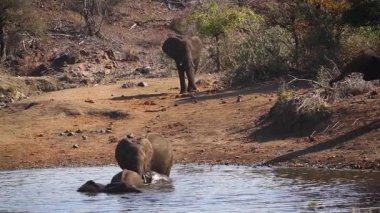 Kruger Milli Parkı'nda Afrika çalı fil grubu banyo, Güney Afrika ; Specie Loxodonta africana elephantidae familyası