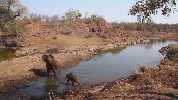 クルーガー国立公園 南アフリカのアフリカのブッシュ象の母と赤ちゃんが川を渡る スペシ ロキソドンタ アフリカナ ファミリー エレファンティダエ — ストック動画