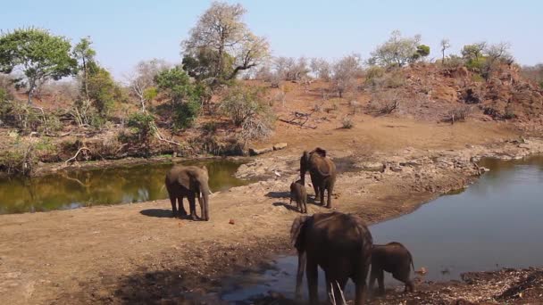Небольшая Группа Африканских Слонов Берегу Реки Национальном Парке Крюгер Южная — стоковое видео