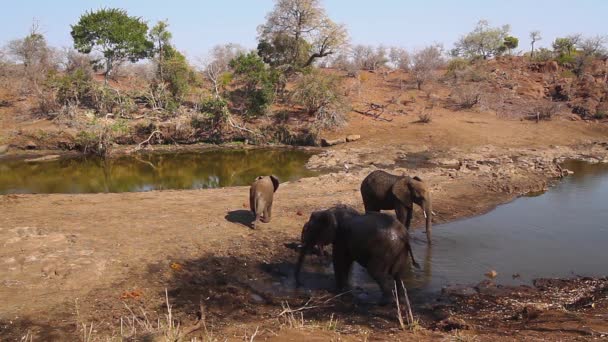 Afrikaanse Bush Elephant Kleine Groep Riverside Kruger National Park Zuid — Stockvideo