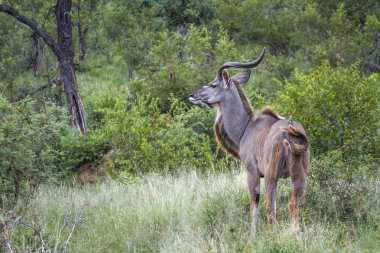 Büyük kudu kruger Milli parkı, Güney Afrika yeşil savana içinde boynuzlu erkek ; Bovidae Specie Tragelaphus strepsiceros ailesi