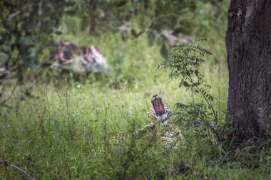 Leopar Kruger National park, Güney Afrika