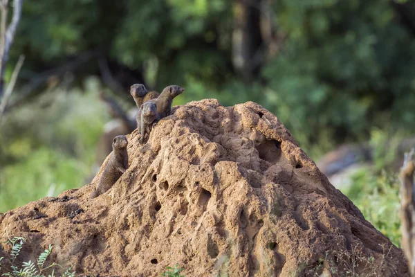 Three Common Dwarf Mongoose Standing Termite Mound Kruger National Park — Stock Photo, Image