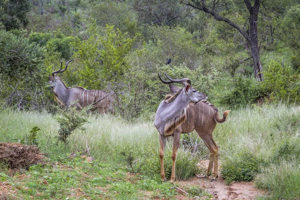 Dos Grandes Machos Con Cuernos Kudu Sabana Verde Parque Nacional —  Fotos de Stock